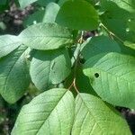Prunus virginiana Hostoa