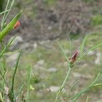 Lathyrus cicera Plante entière