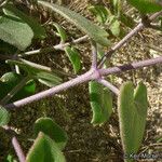 Mirabilis laevis Plante entière