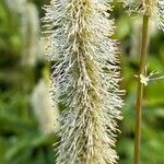 Sanguisorba canadensis ᱵᱟᱦᱟ