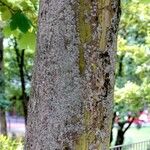 Acer opalus Bark