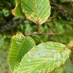 Carpinus betulus Leaf