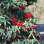 Rhododendron barbatum Hábito