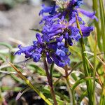 Penstemon procerus Yeri