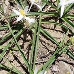 Leucocrinum montanumKwiat