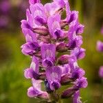 Oxytropis lambertii Květ