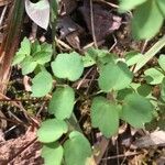 Anemonella thalictroides Fulla