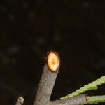 Machaerium cirrhiferum Bark