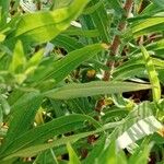 Symphyotrichum novae-angliae Blatt