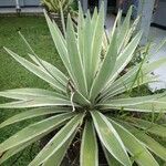 Agave vivipara 葉