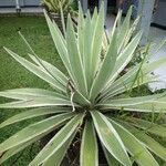 Agave vivipara Blad