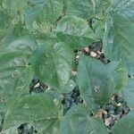 Tilia mandshurica Hoja