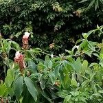 Cheilocostus speciosus Blüte