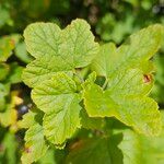 Ribes nigrum Blad