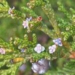 Juniperus phoenicea Flower