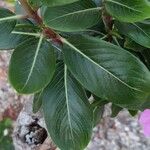 Catharanthus roseusFulla