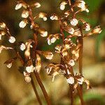 Corallorhiza wisteriana 花