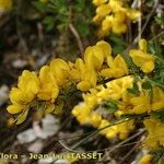 Cytisus ardoinoi Other