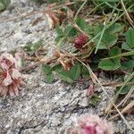 Trifolium occidentale Blomma