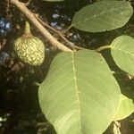 Annona senegalensis 葉