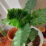 Alocasia macrorrhizosBlad