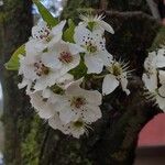 Pyrus calleryana Fleur