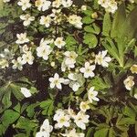 Isopyrum thalictroides Συνήθη χαρακτηριστικά