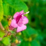 Lepechinia hastata Flor