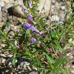 Scutellaria baicalensis Flor
