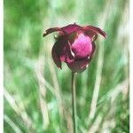 Sarracenia rubra Gyümölcs