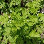 Chaerophyllum tainturieri Leaf