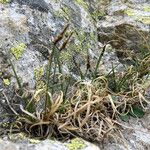 Carex rupestris Habit