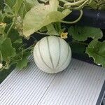 Cucumis melo Mbuma