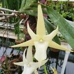 Angraecum sesquipedale Цвят