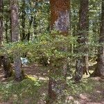 Nothofagus solandri Folha