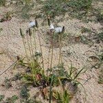 Sonchus bulbosus Flor