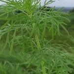 Artemisia abrotanumLeaf