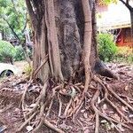 Ficus altissima Bark