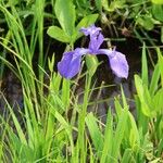 Iris laevigata Blüte