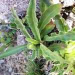 Hieracium berardianum Likasa