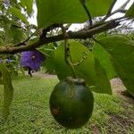 Solanum nudum Fruit