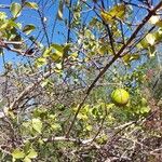 Strychnos spinosa Sonstige