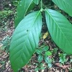 Minquartia guianensis Fuelha