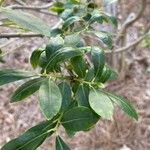 Ilex glabra List