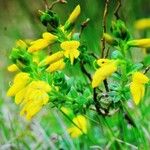 Genista anglica Leaf