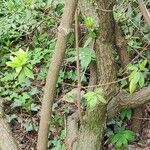 Rhododendron augustinii Bark