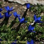 Gentiana terglouensis Hábitos