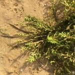 Salicornia europaea Blatt