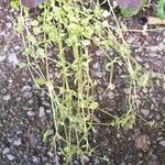 Stellaria apetala Leaf