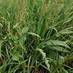 Rumex hydrolapathum Habit